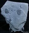 Elrathia Trilobite With Trilo Pieces #2484-1